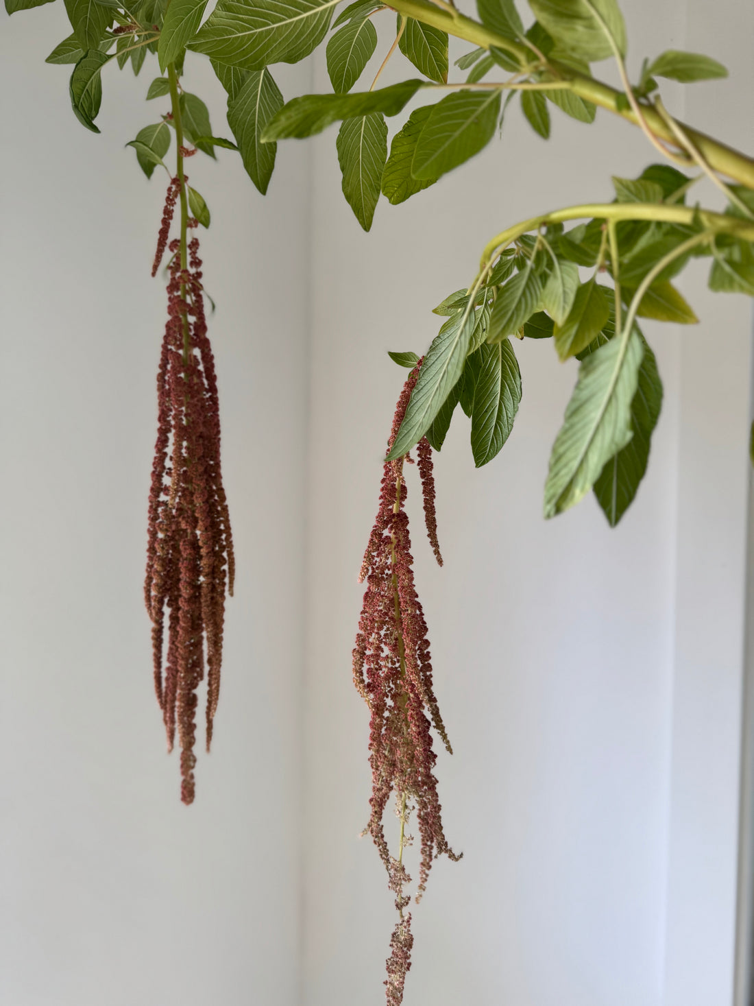 Amaranth - Coral Fountain XL