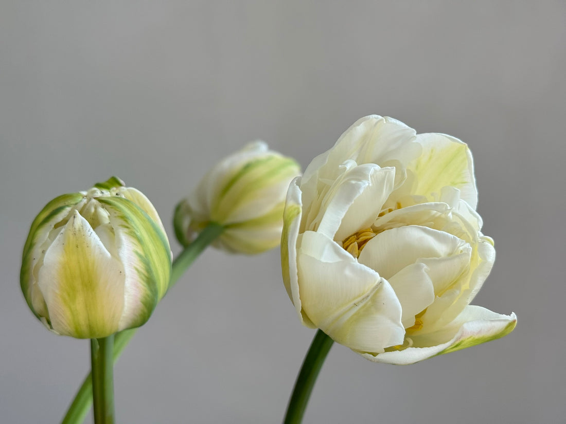Tulip - Mount Tacoma