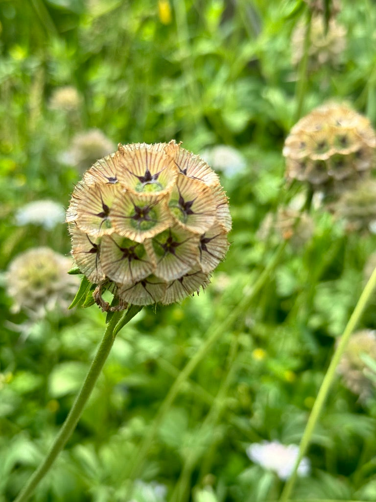 Scabiosa Stellata