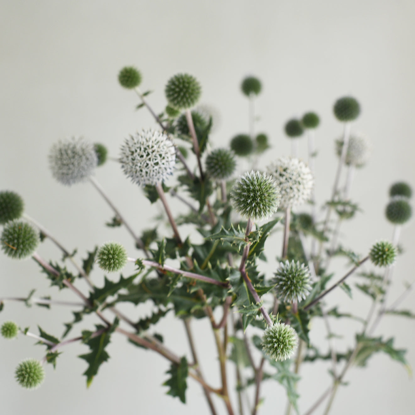 Echinops - Arctic Glow