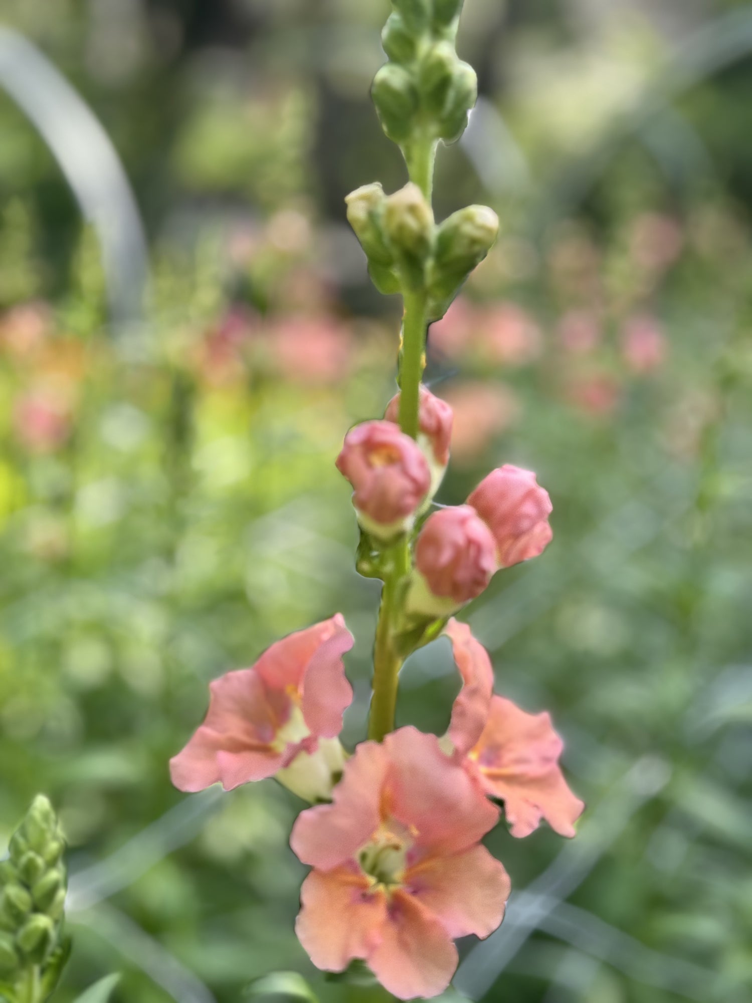 Snapdragon - Chantilly Light Salmon