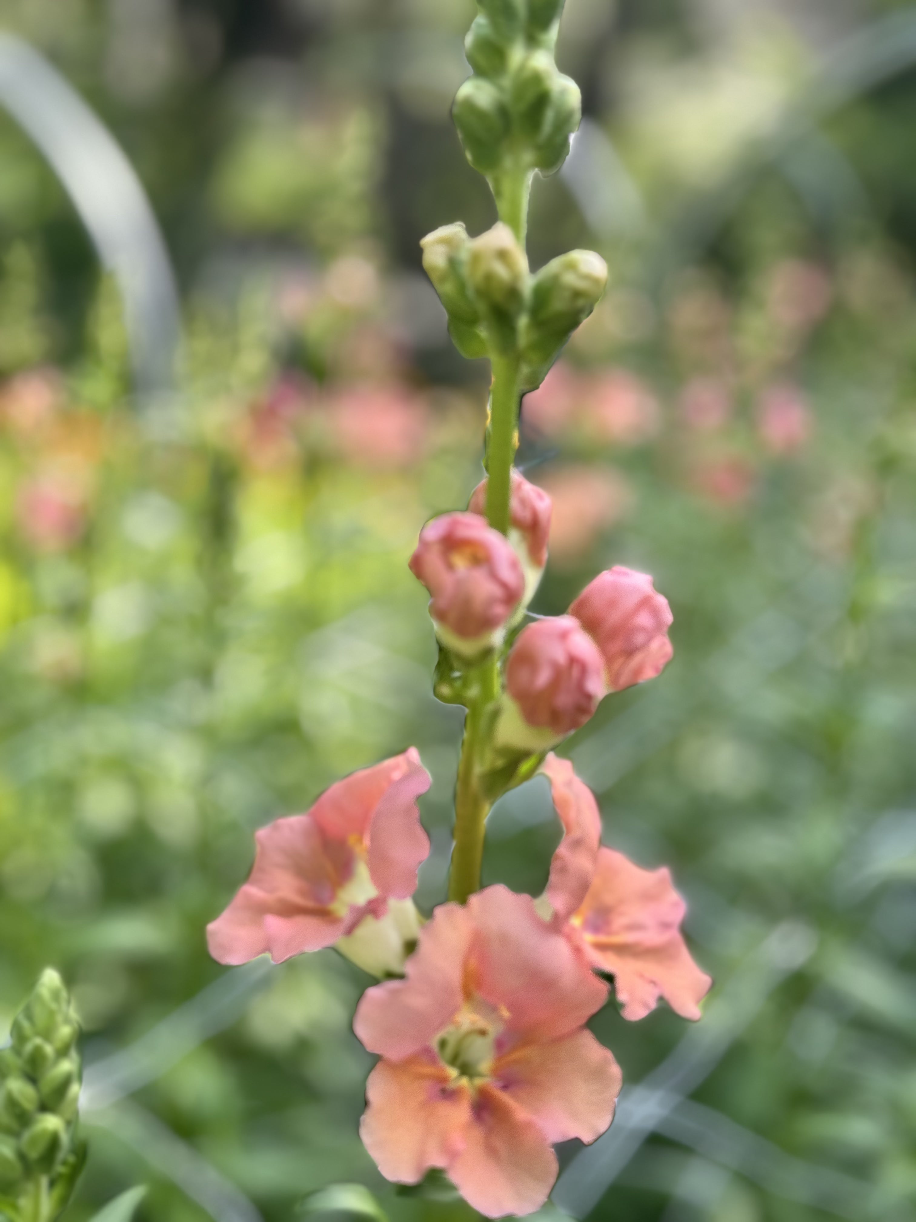 Snapdragon - Chantilly Light Salmon