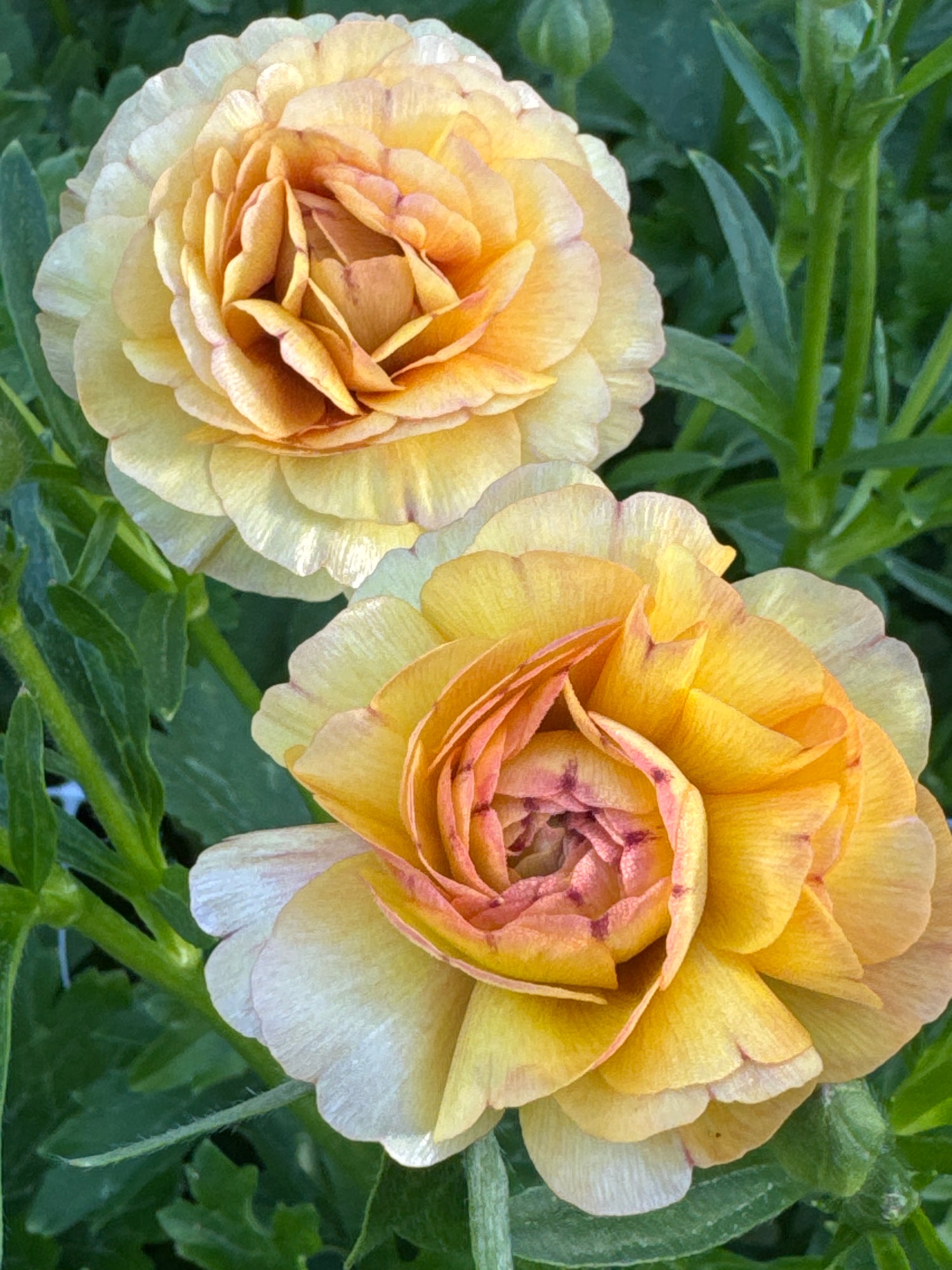 Ranunculus Butterfly - Vestalis
