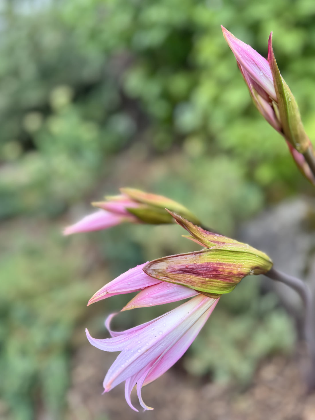 Lily - Belladonna Pink