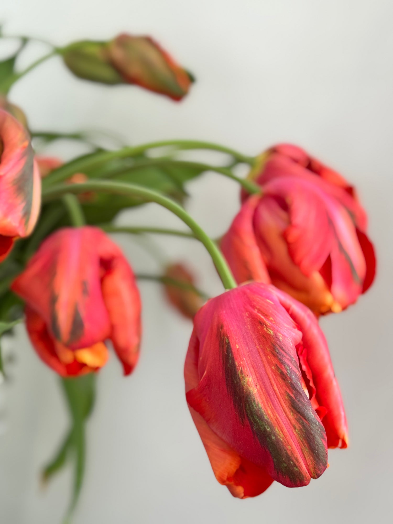 Tulip - orange Parrot