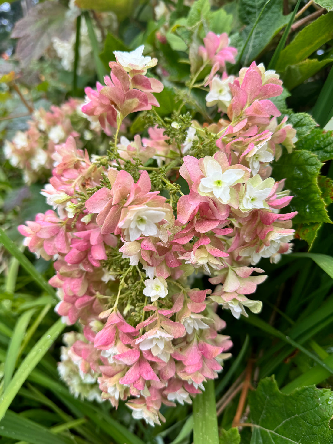 Hydrangea - Oak Leaf Double turning salmon