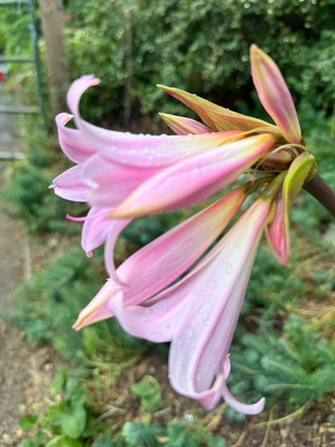 Lily - Belladonna Pink