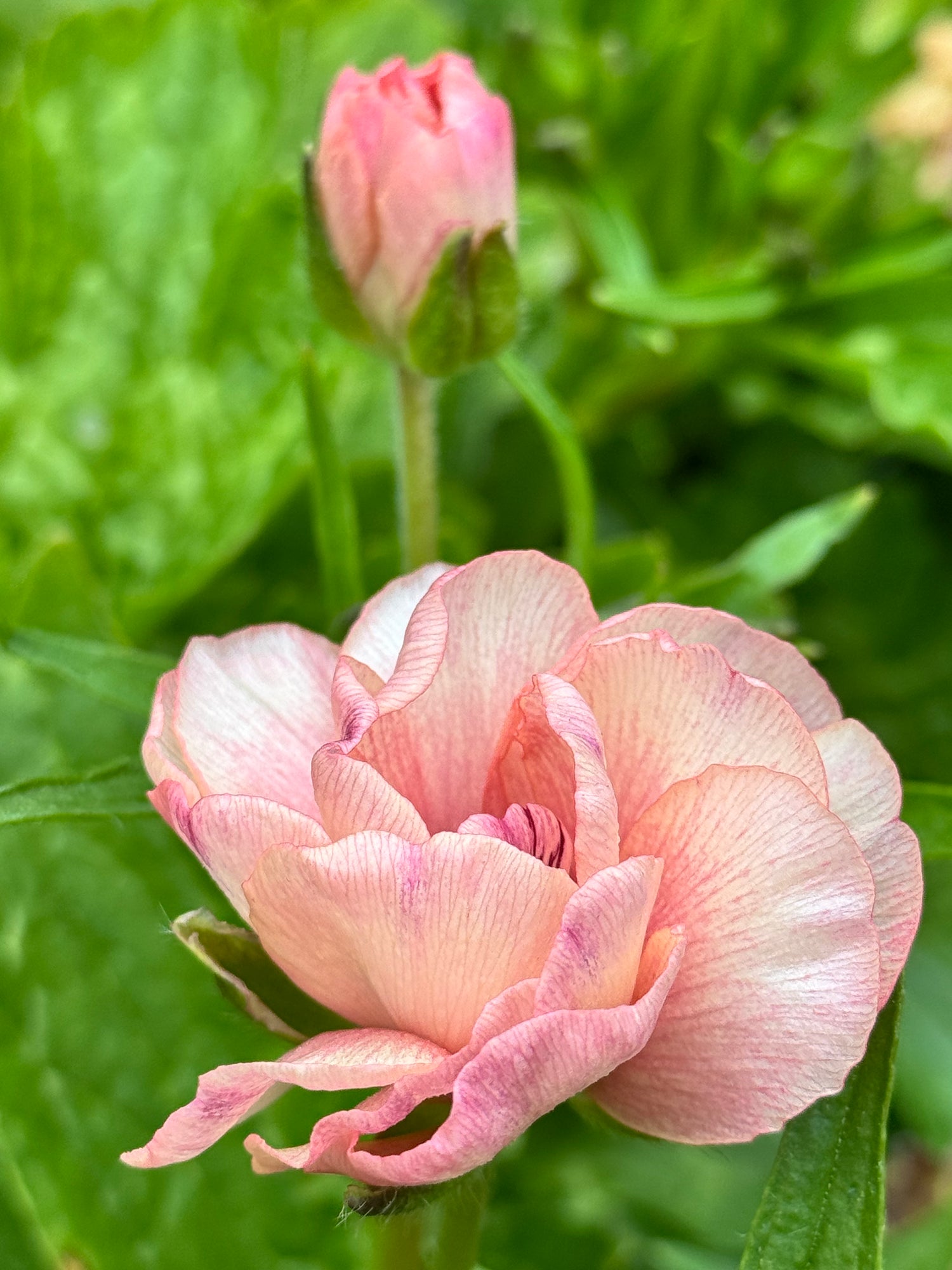 Ranunculus Butterfly - Hestia
