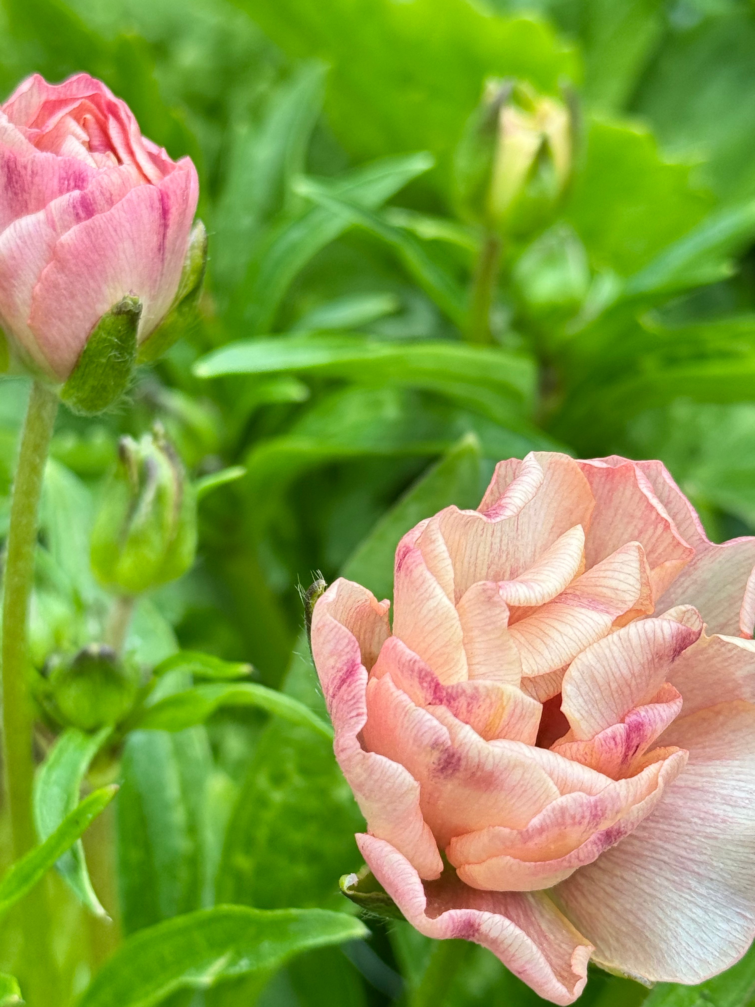 Ranunculus Butterfly - Hestia