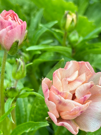 Ranunculus Butterfly - Hestia
