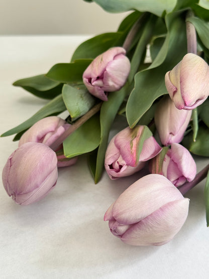 Tulip - Jacuzzi