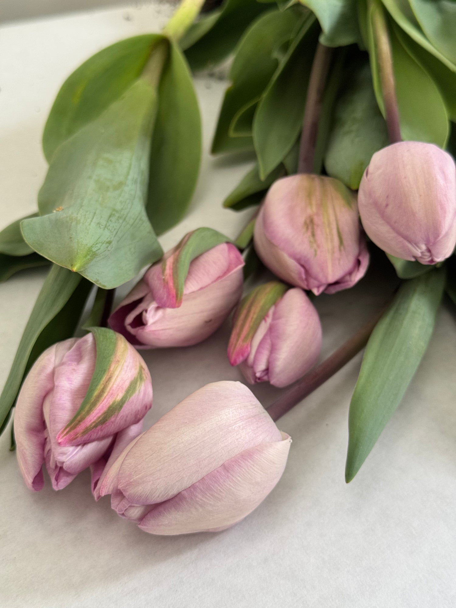 Tulip - Jacuzzi
