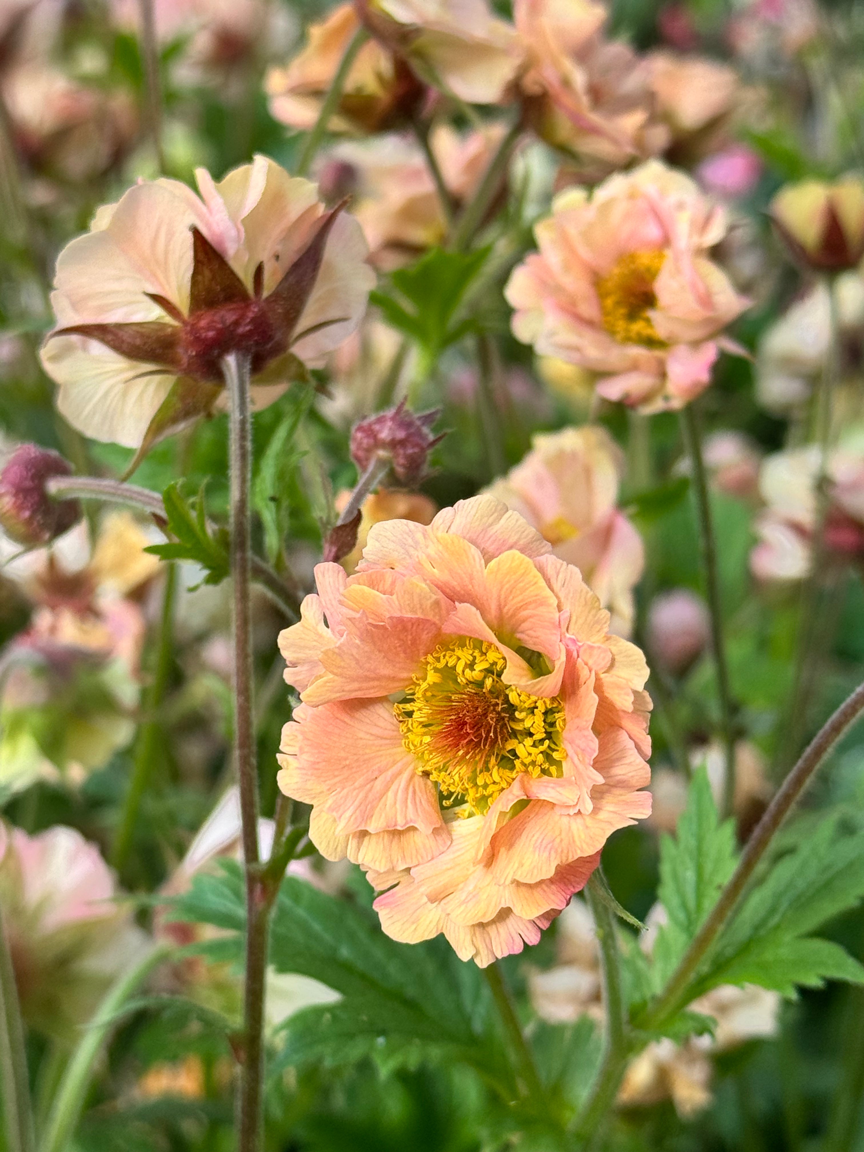 Geum - Mai Tai