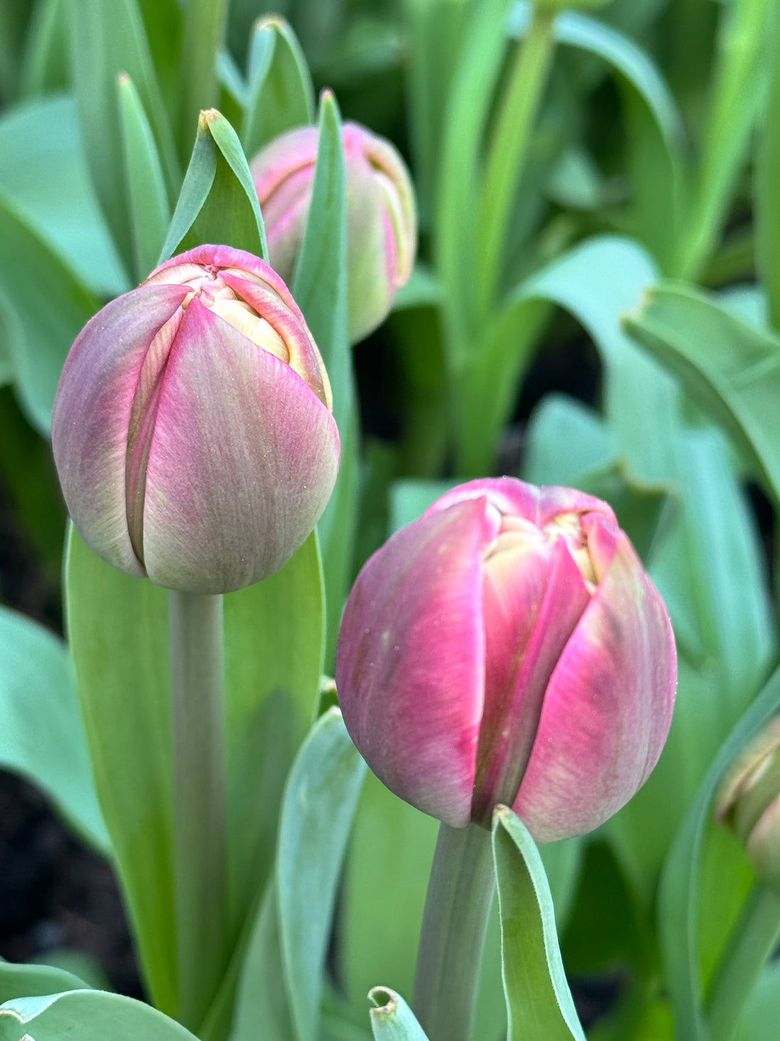 Tulip - Columbus
