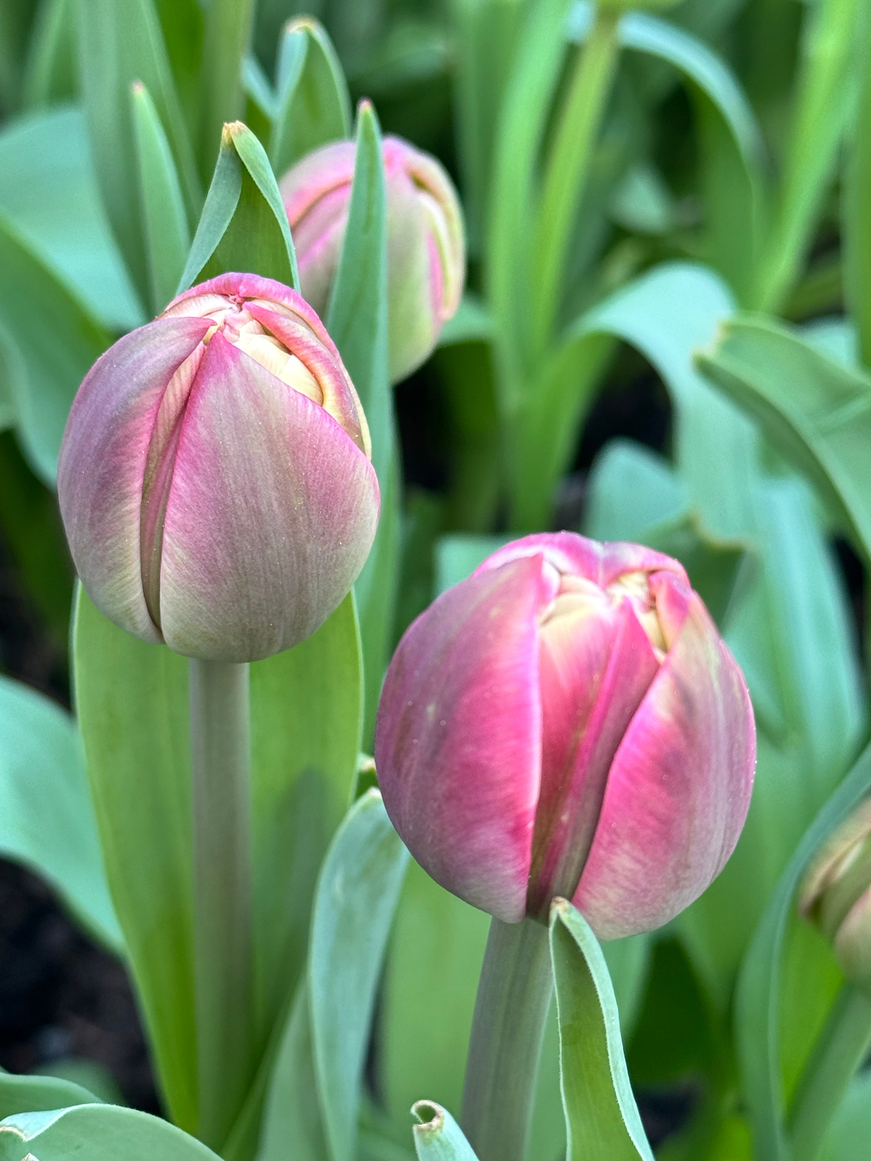 Tulip - Columbus