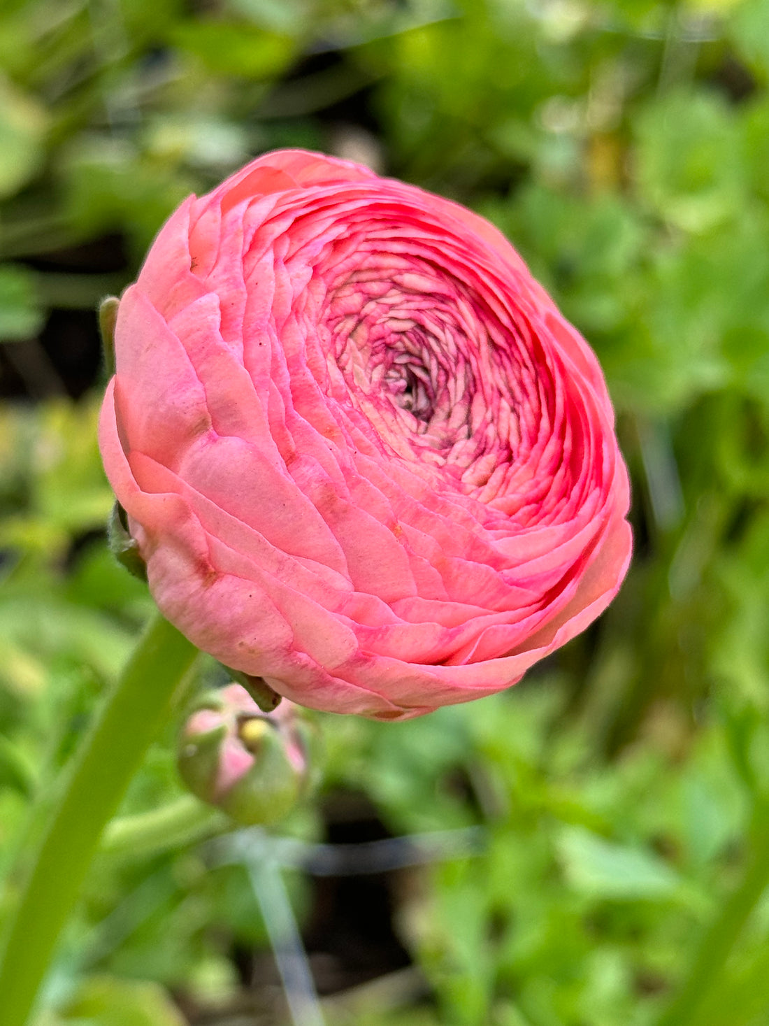 Ranunculus - Success Nuance