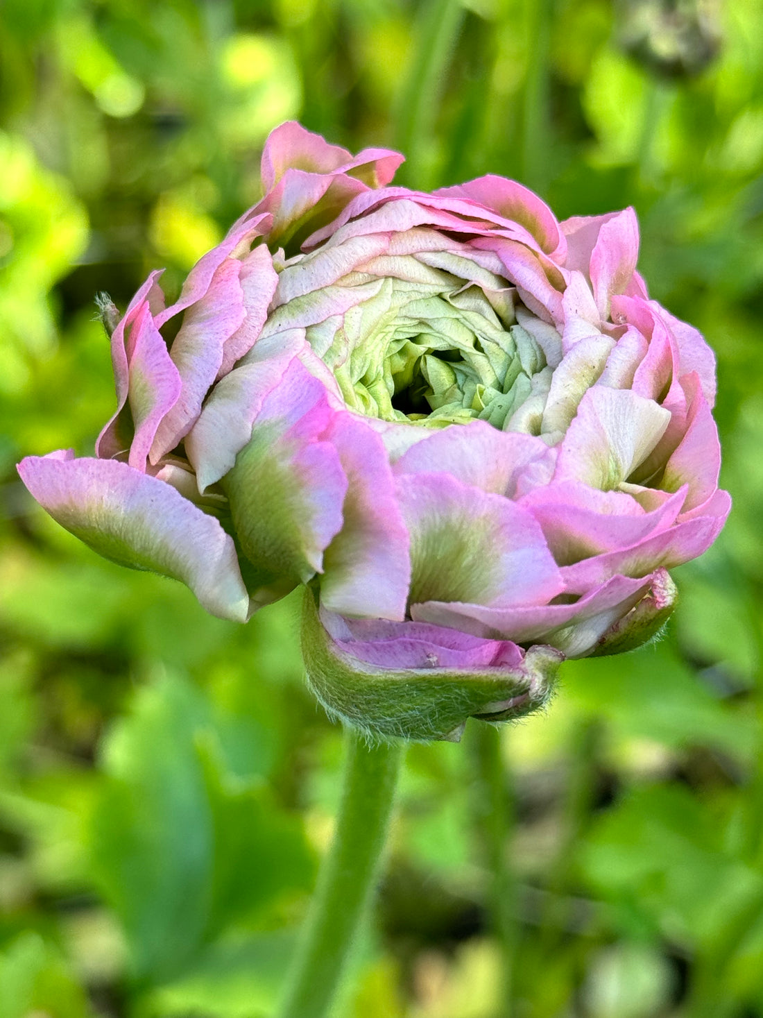 Ranunculus Cloni - Pon Pon Alice