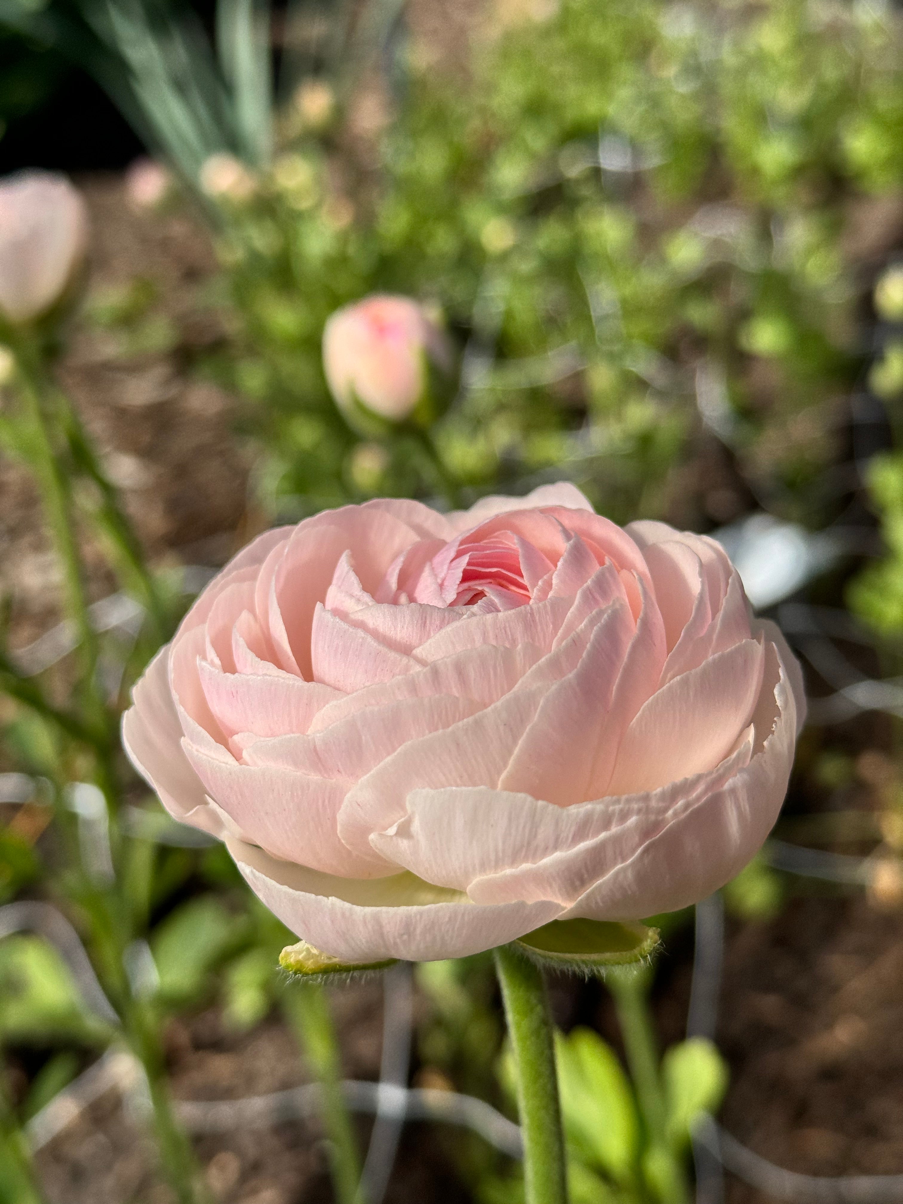 Ranunculus - Romance Maritime