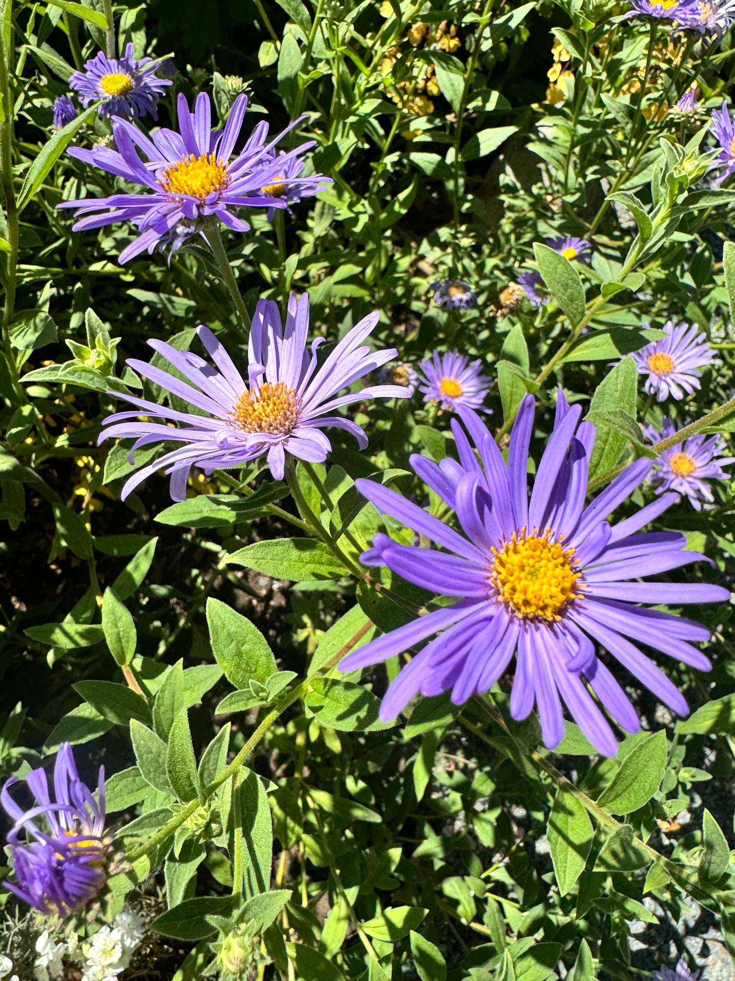 Aster - Monch