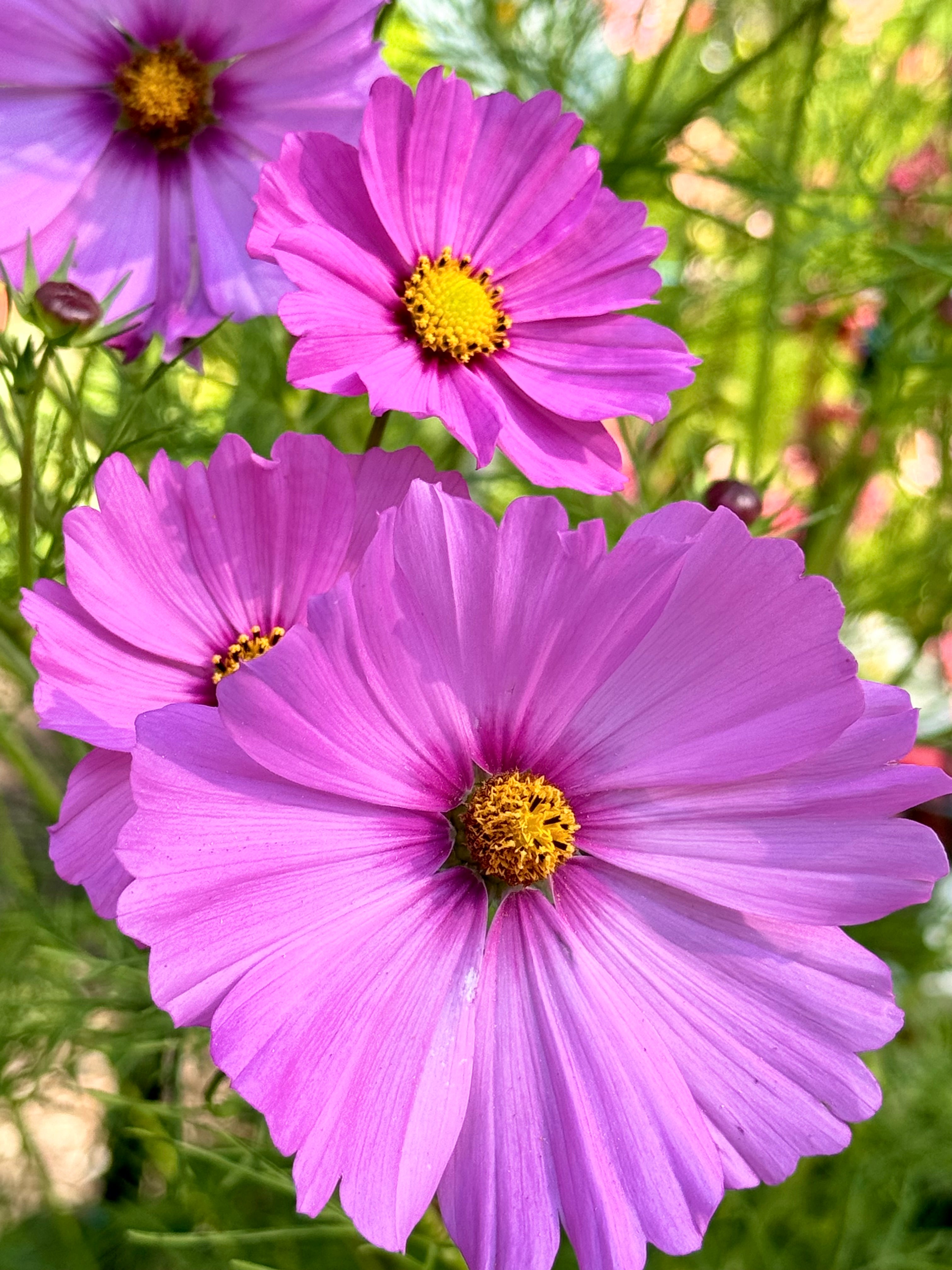 Cosmos - Mauve