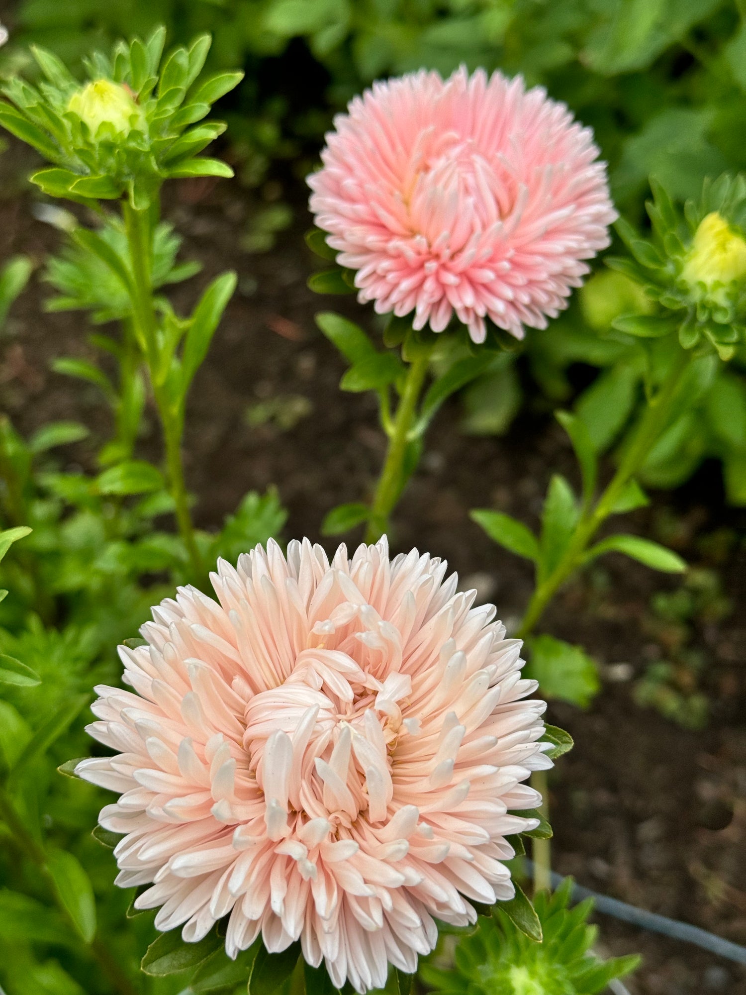 Aster - Lady Coral Chamois