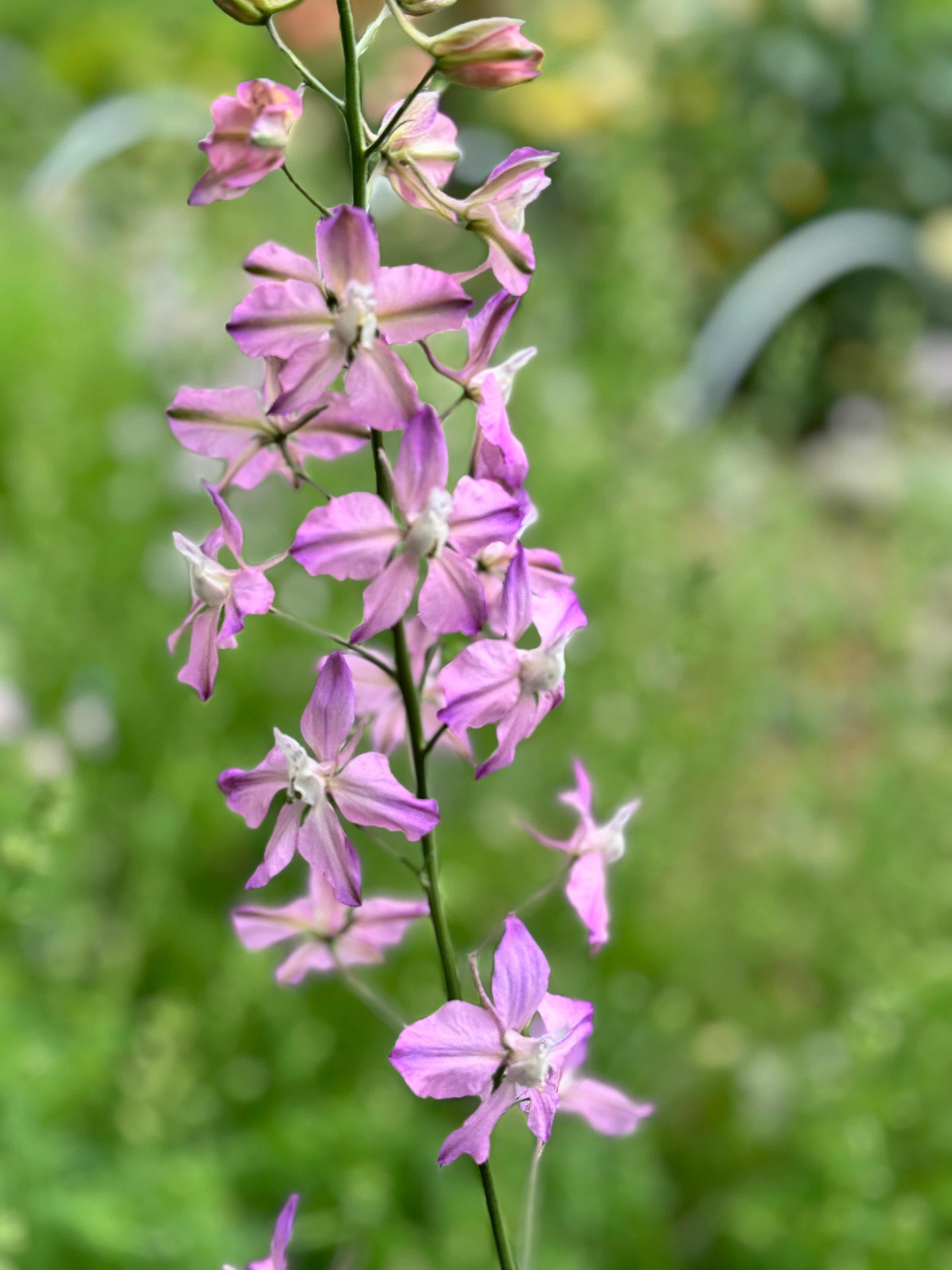 Larkspur - Fancy Belladonna