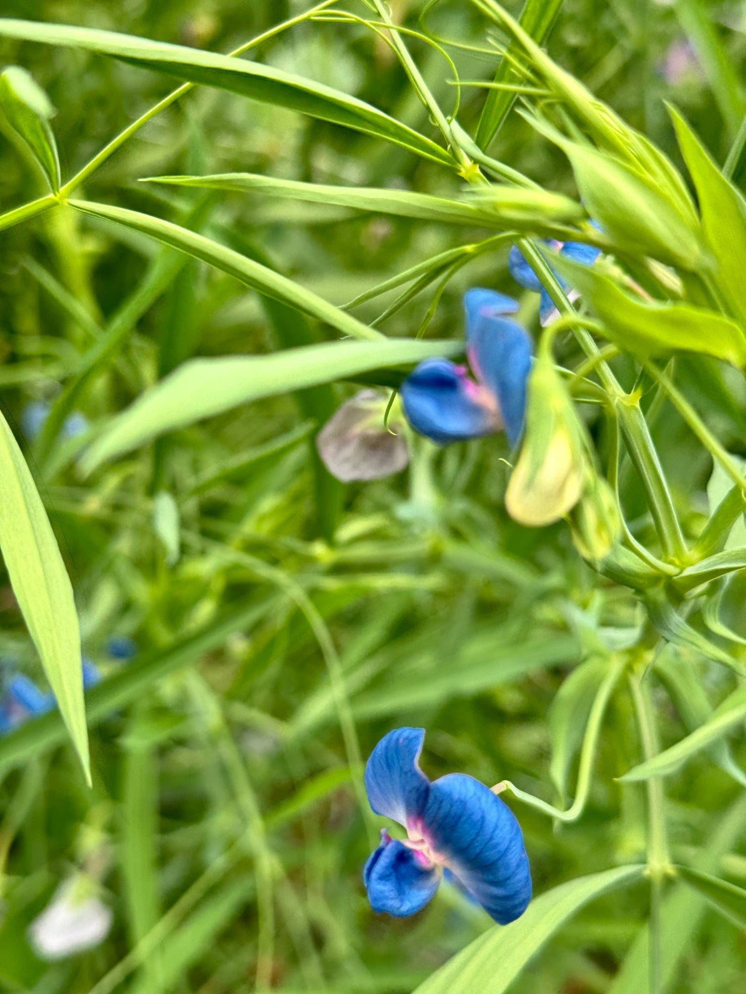 Sweet Pea - Azureus