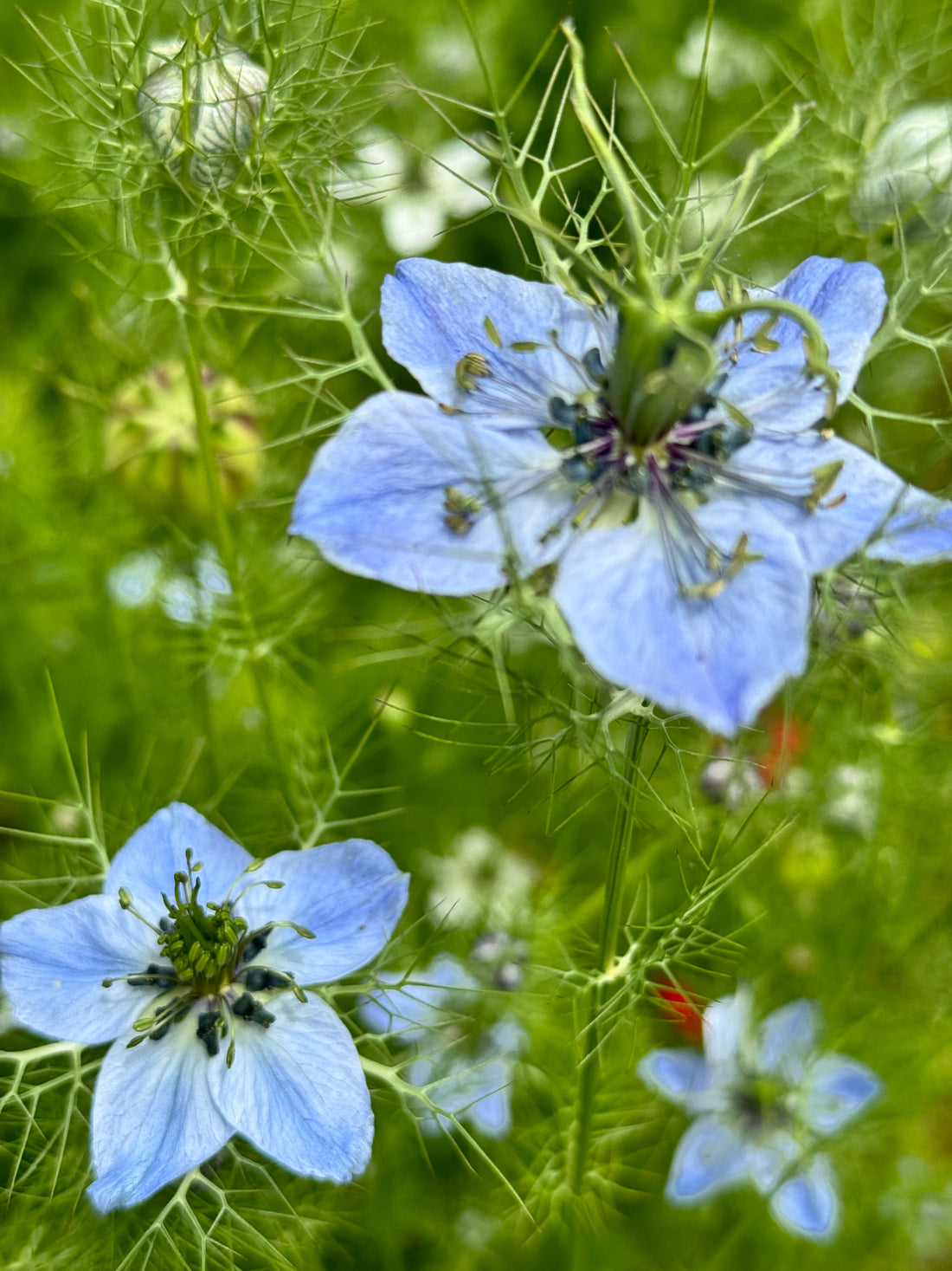 Nigella - Miss Jekill Light Blue