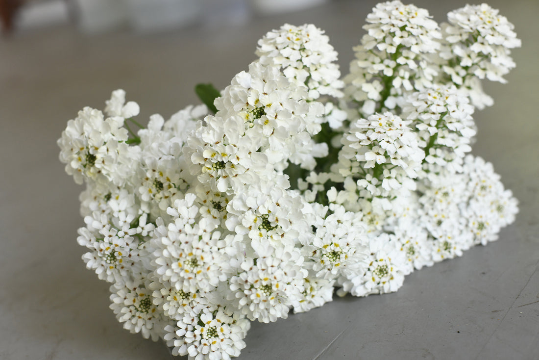 Iberis - Candytuft Iceberg