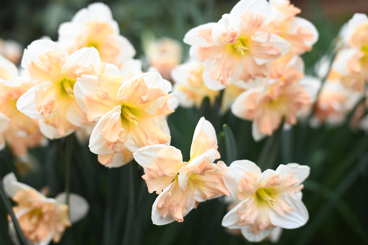 Narcissus - Mary Gay Lirette - (FOR QUICK USE - OPEN BLOOMS)