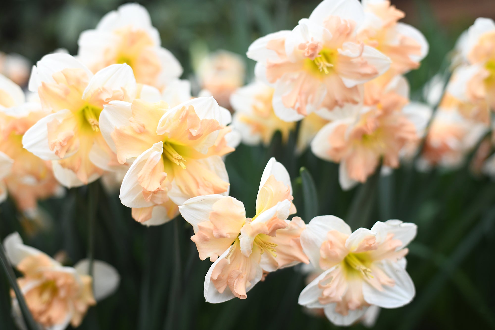 Narcissus - Mary Gay Lirette - (FOR QUICK USE - OPEN BLOOMS)