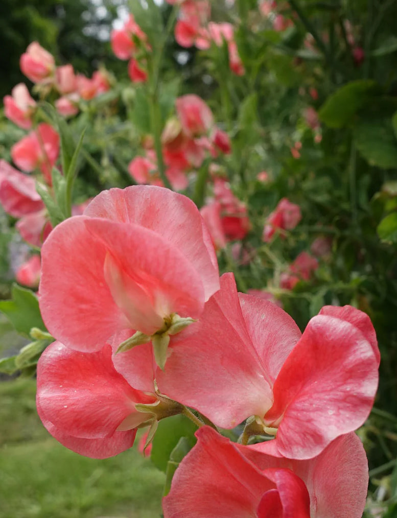 Sweet Pea - Candy Floss