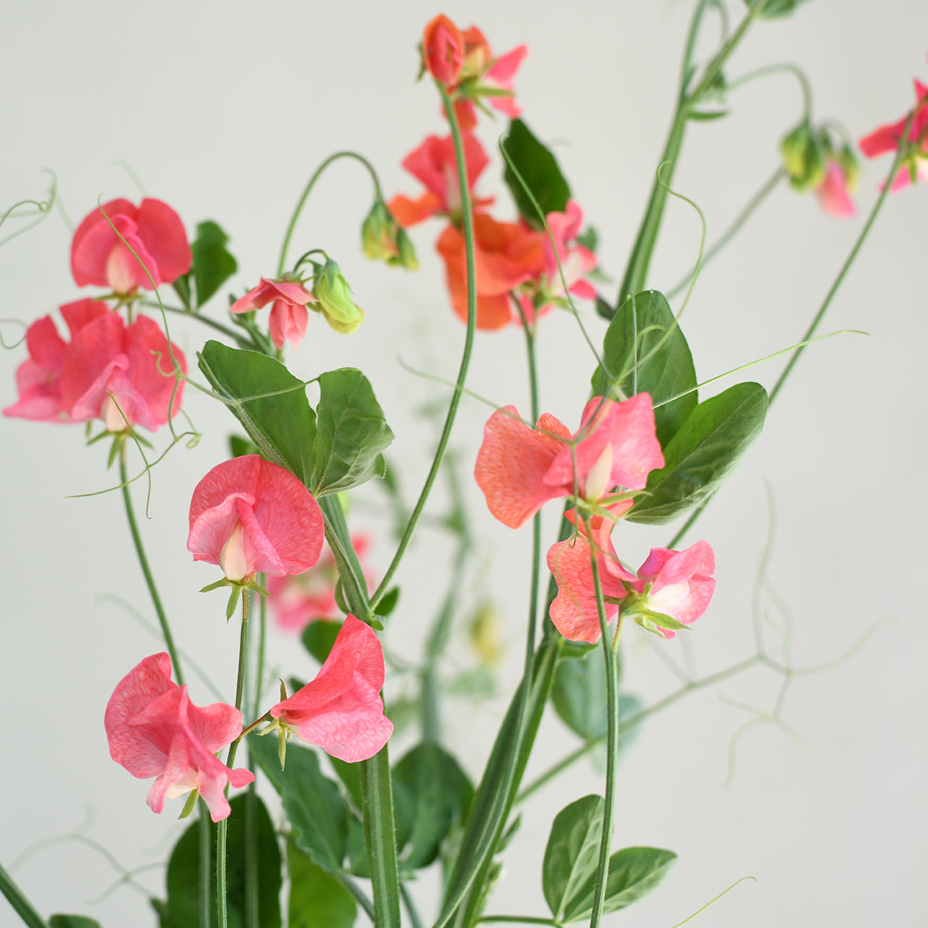 Stems from the Garden Subscription