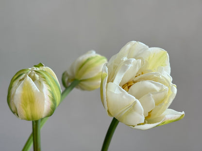 Stems from the Garden Subscription