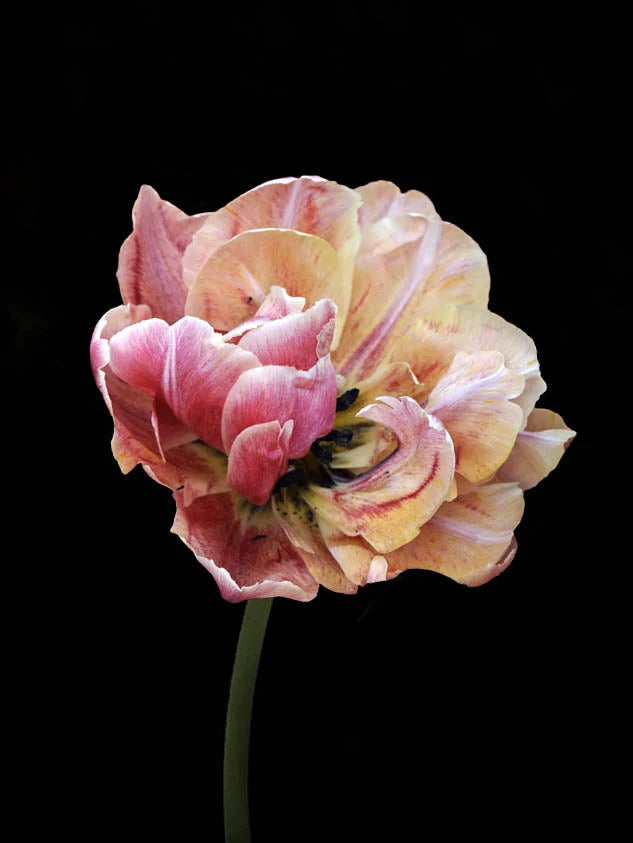 Tulip - Verona Sunrise