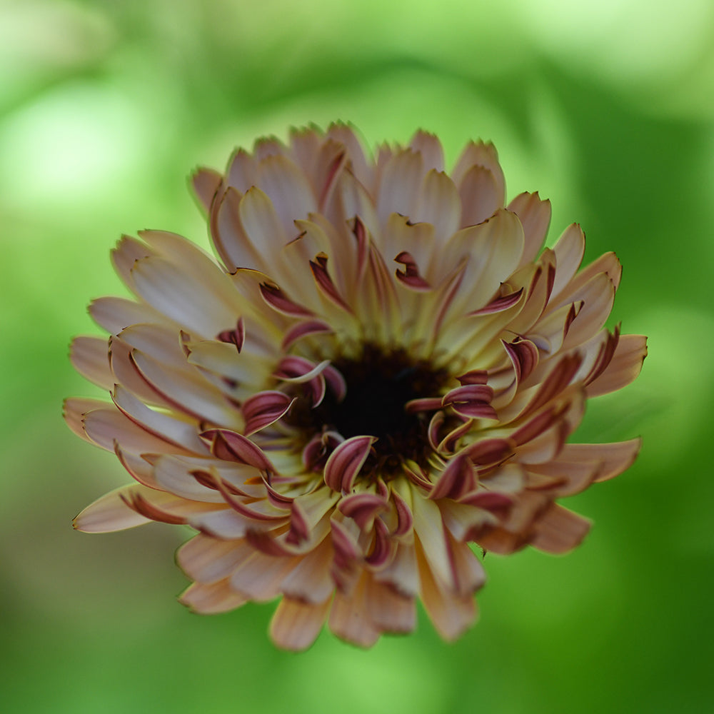 Calendula - Bronze Beauty