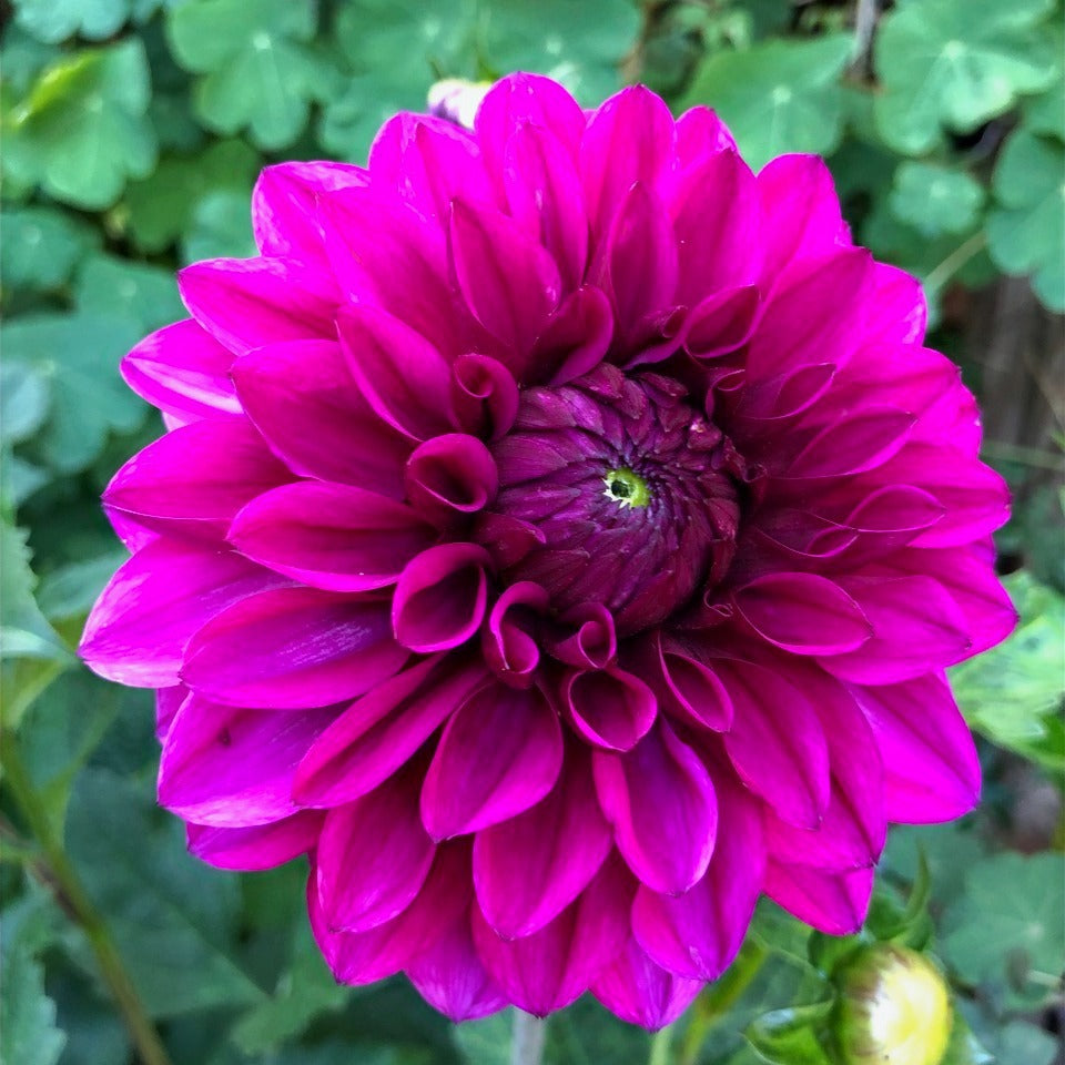 Dahlia - Miss Purple