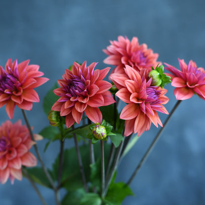 Stems from the Garden Subscription