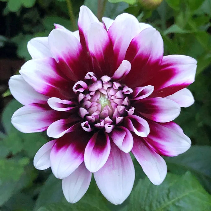 Dahlia - Edinburgh