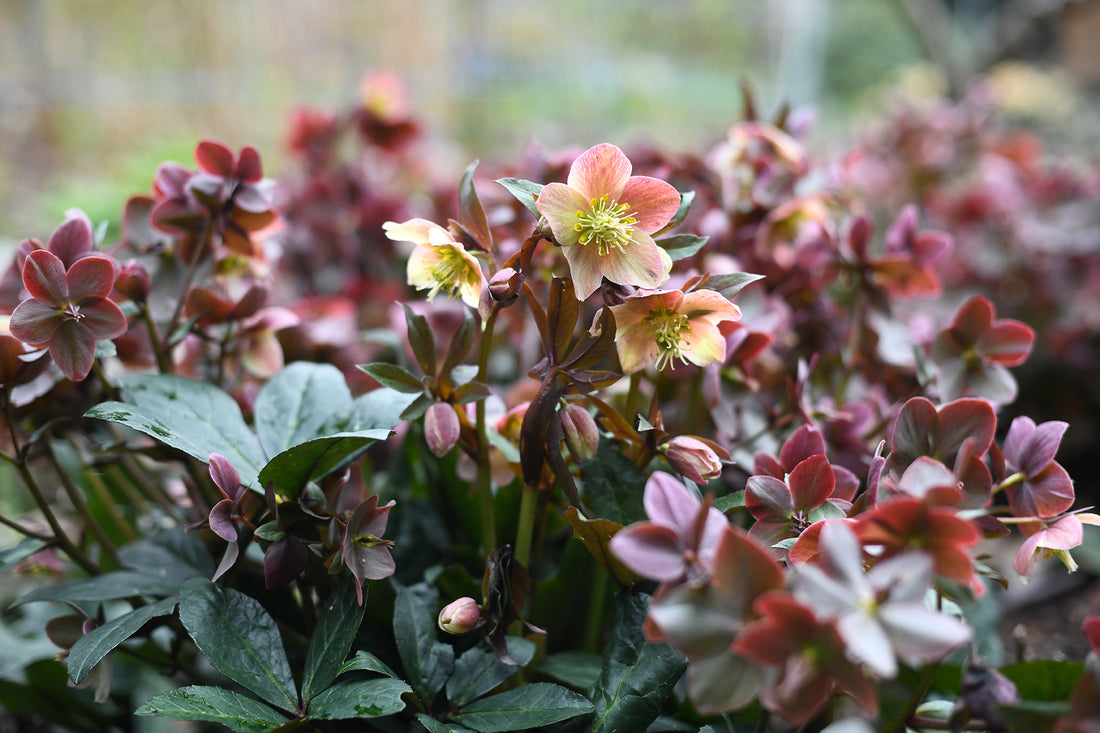 Hellebore - Merlin