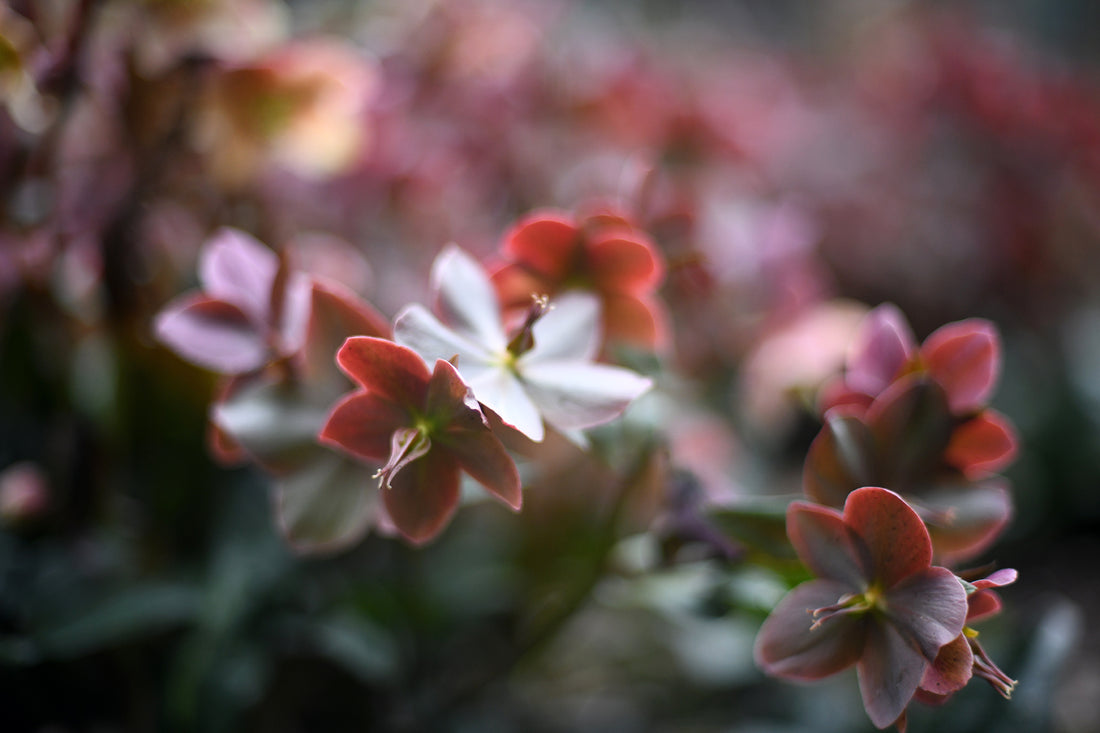 Hellebore - Merlin