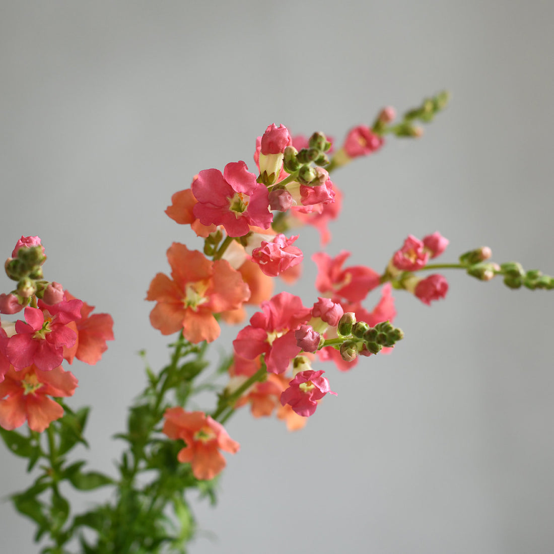Snapdragon - Chantilly Bronze (5 stems)