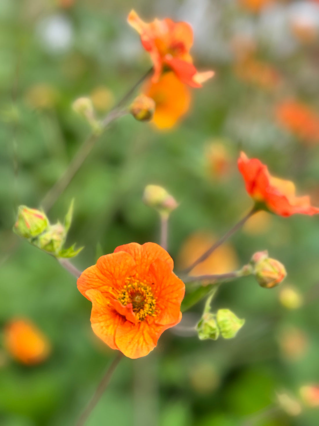Geum - Totally Tangerine
