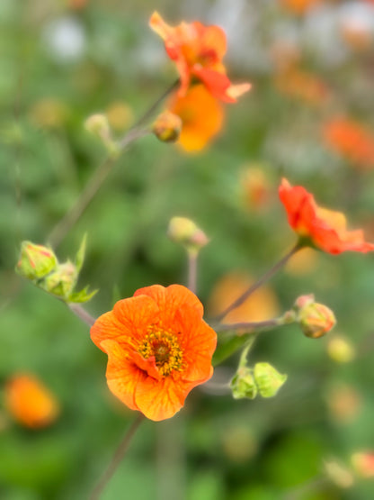 Geum - Totally Tangerine (mix flowers and seed heads)