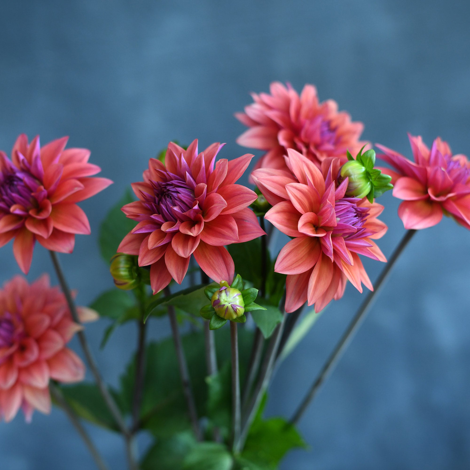 Dahlia - American Dawn