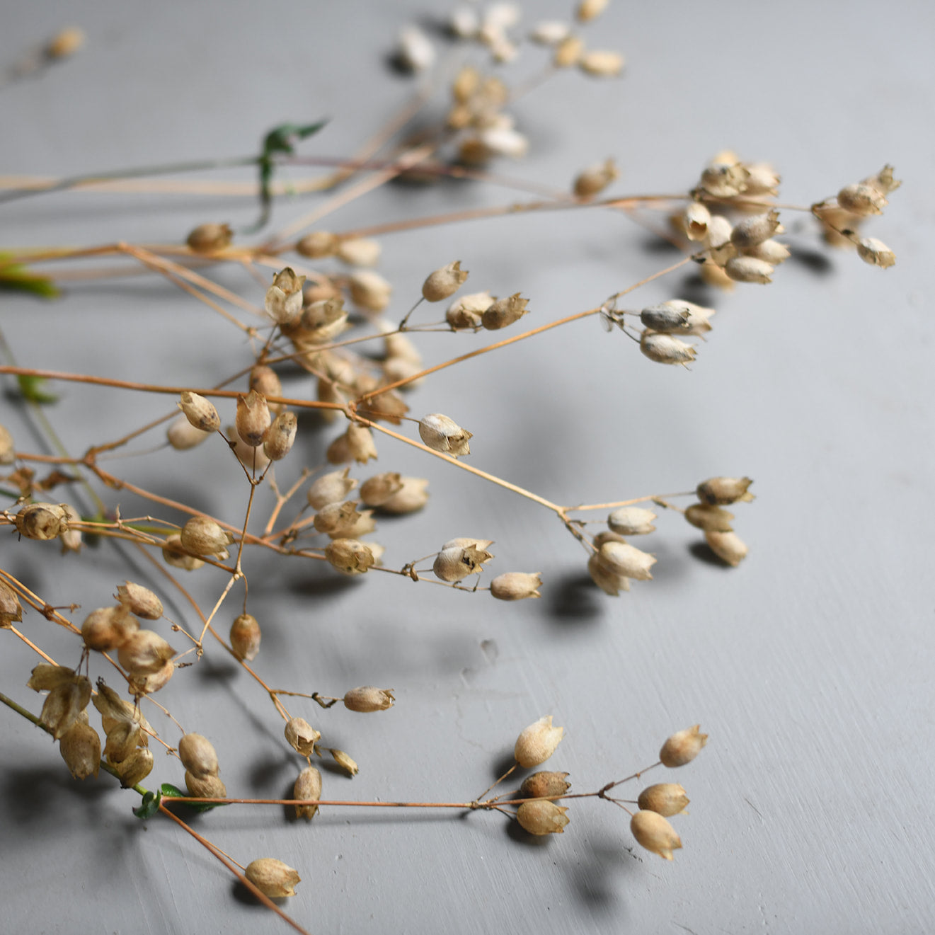 Dried Silene