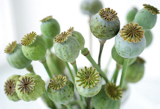 Poppy Pods - Green (10 stems)