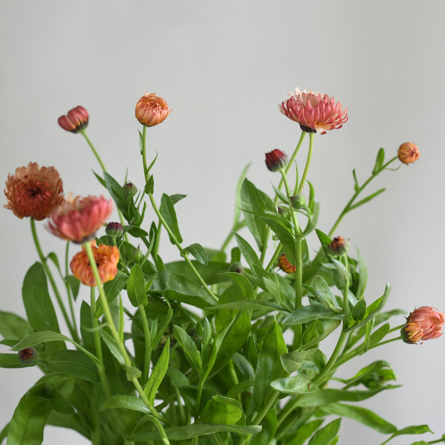 Calendula - Strawberry Blonde