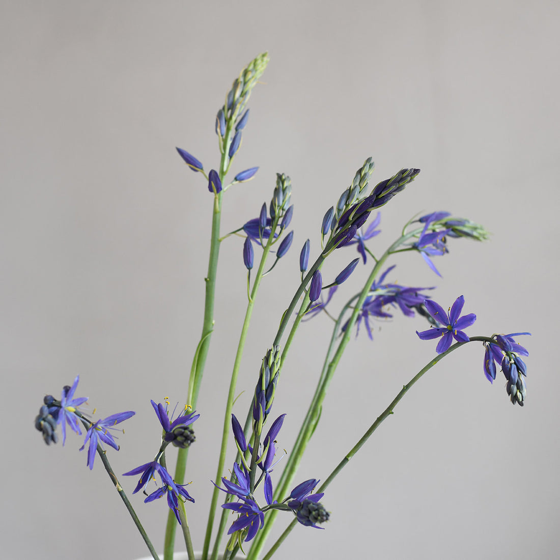 Camassia - Blue