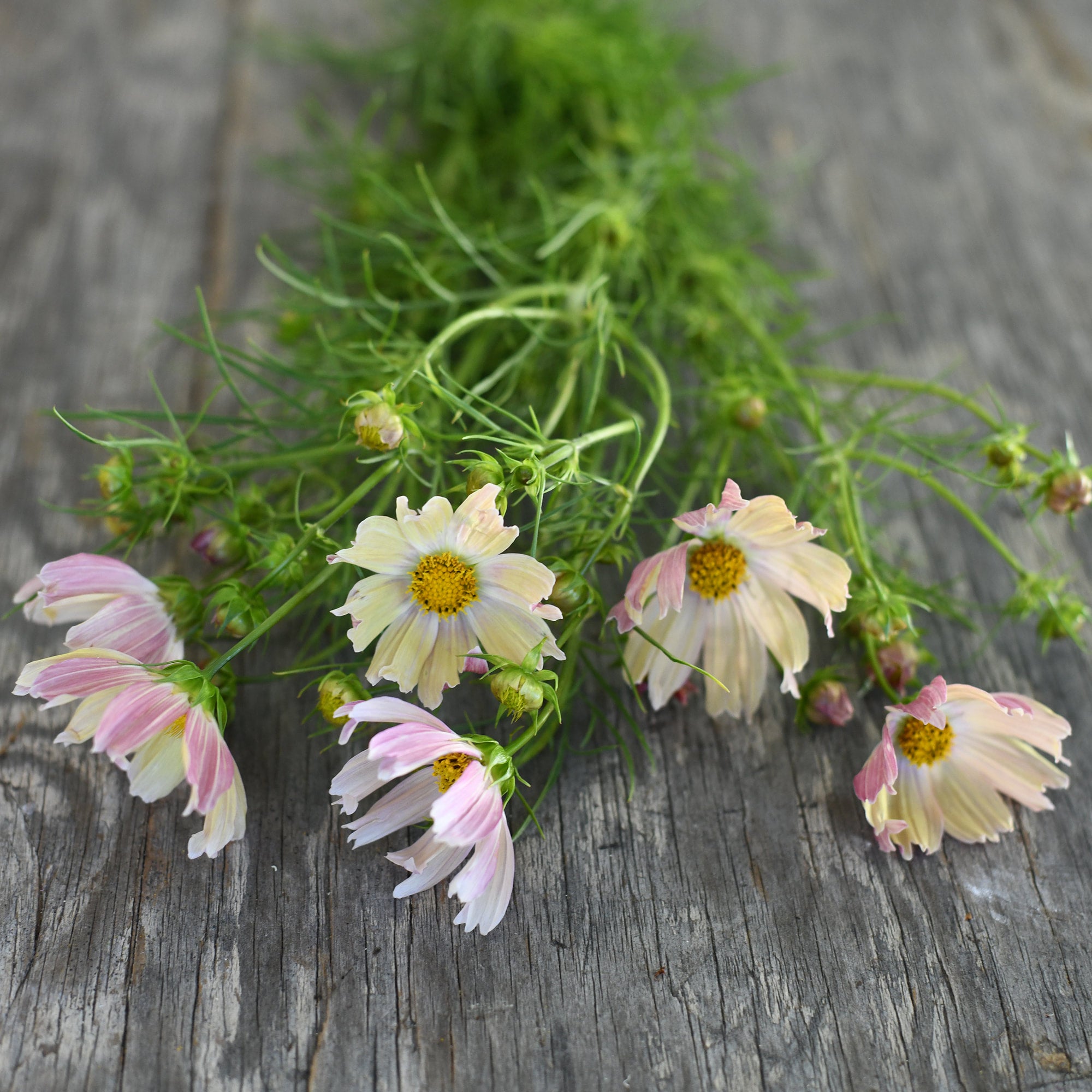 Cosmos - Apricot Lemonade (5 stems)